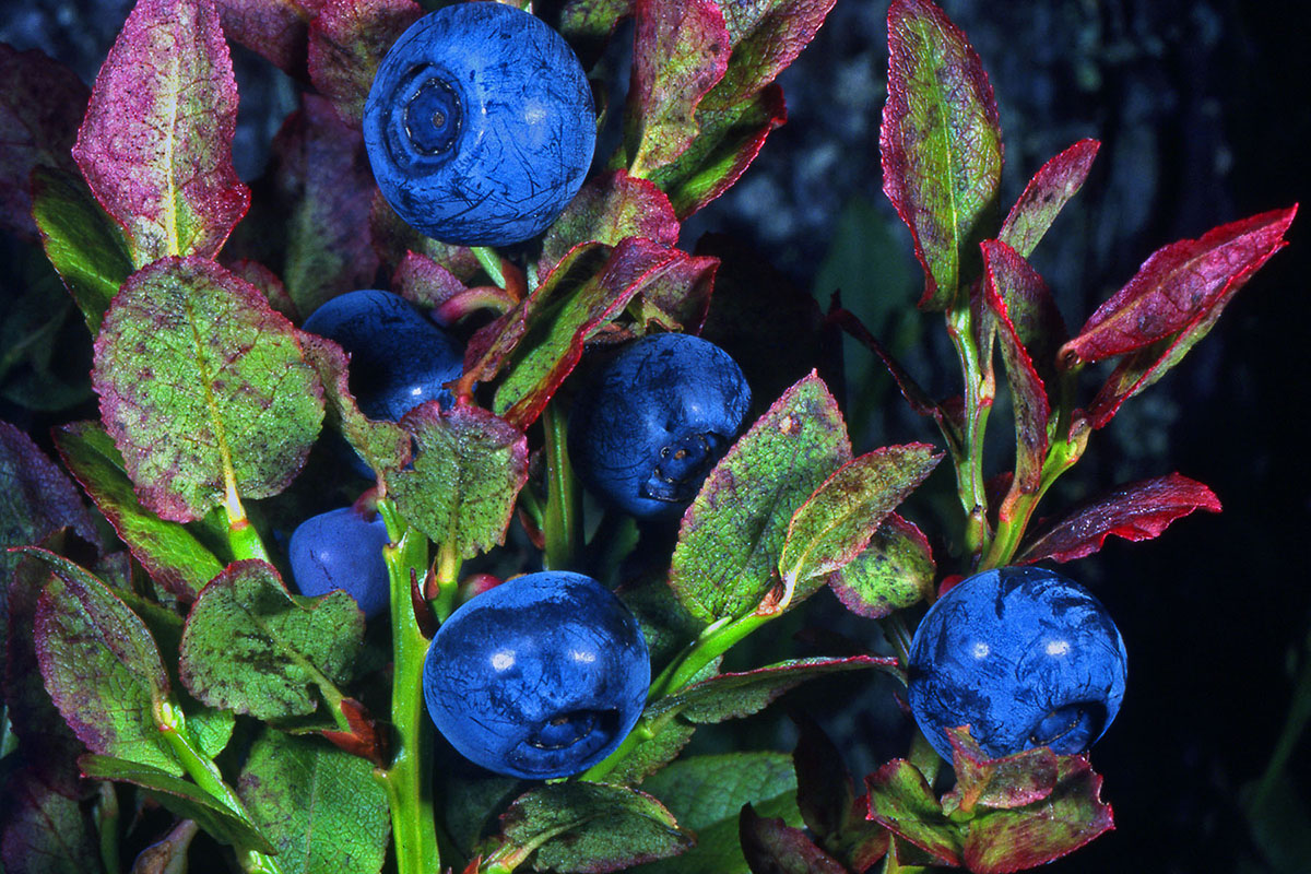Ericaceae Vaccinium myrtillus