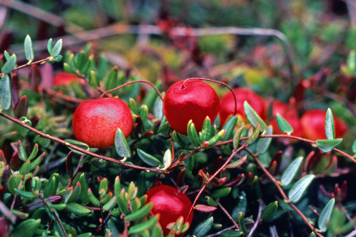 Ericaceae Vaccinium oxycoccos