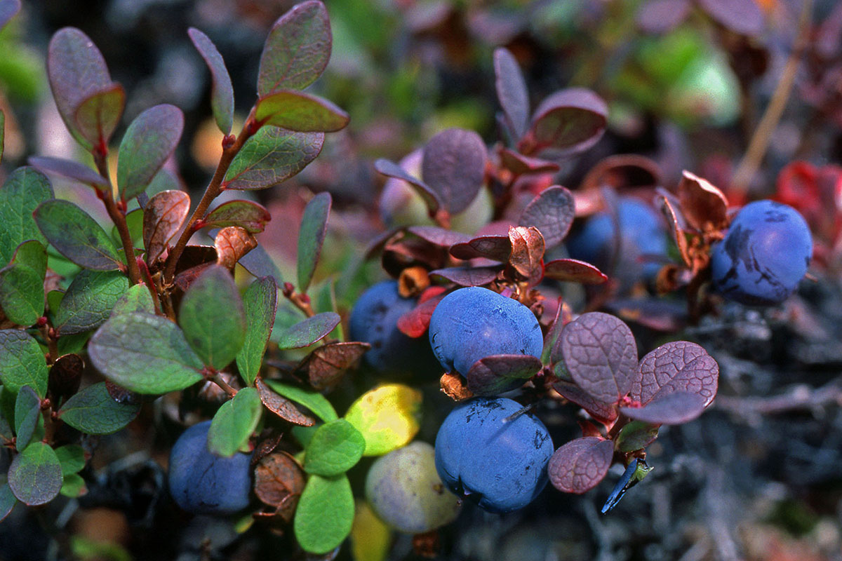 Ericaceae Vaccinium uliginosum