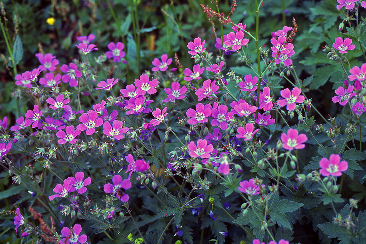 Geraniaceae Geranium sylvaticum
