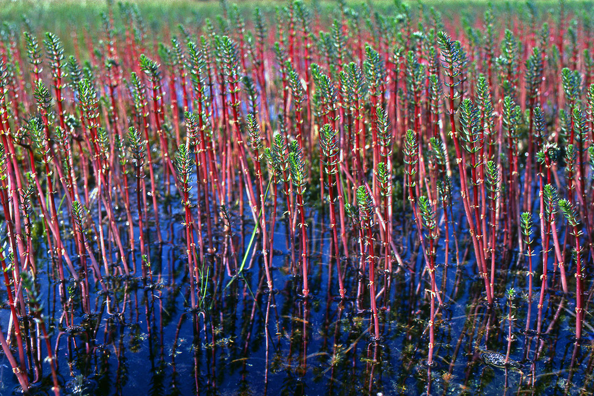Plantaginaceae Hippuris vulgaris