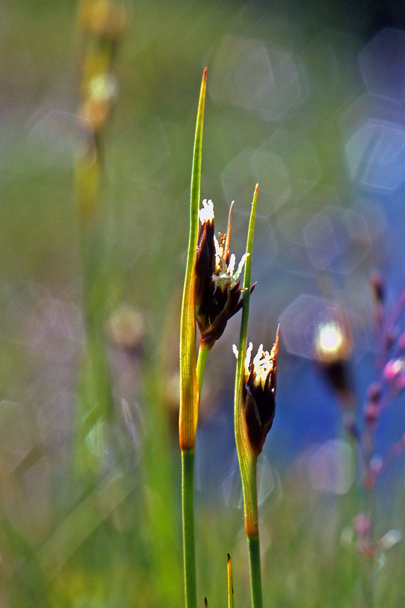 Juncaceae Juncus castaneus