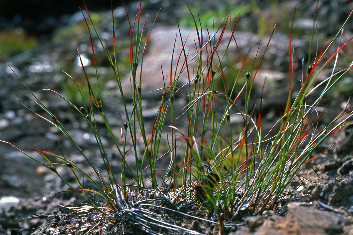 Juncaceae Juncus trifidus