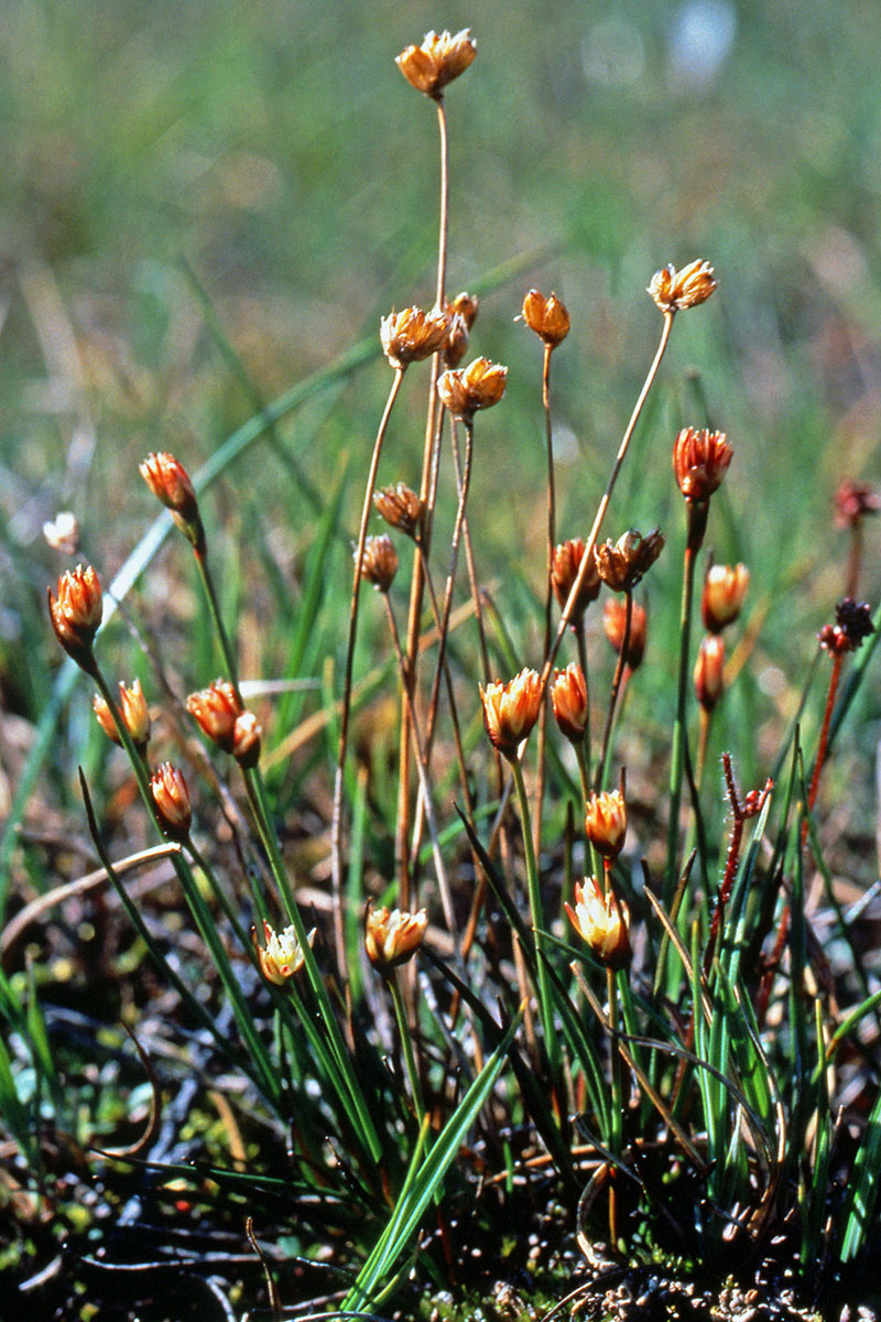 Juncaceae Juncus triglumis