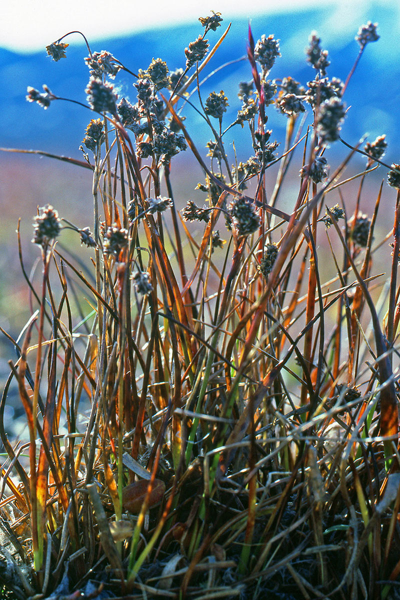 Juncaceae Luzula confusa