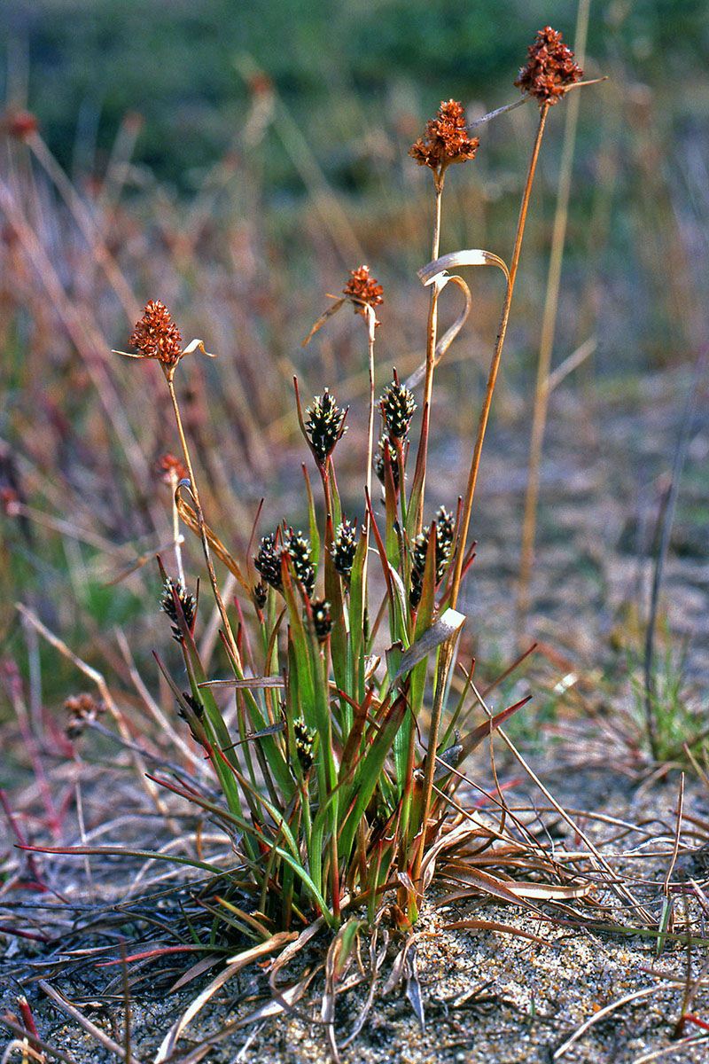 Juncaceae Luzula multiflora
