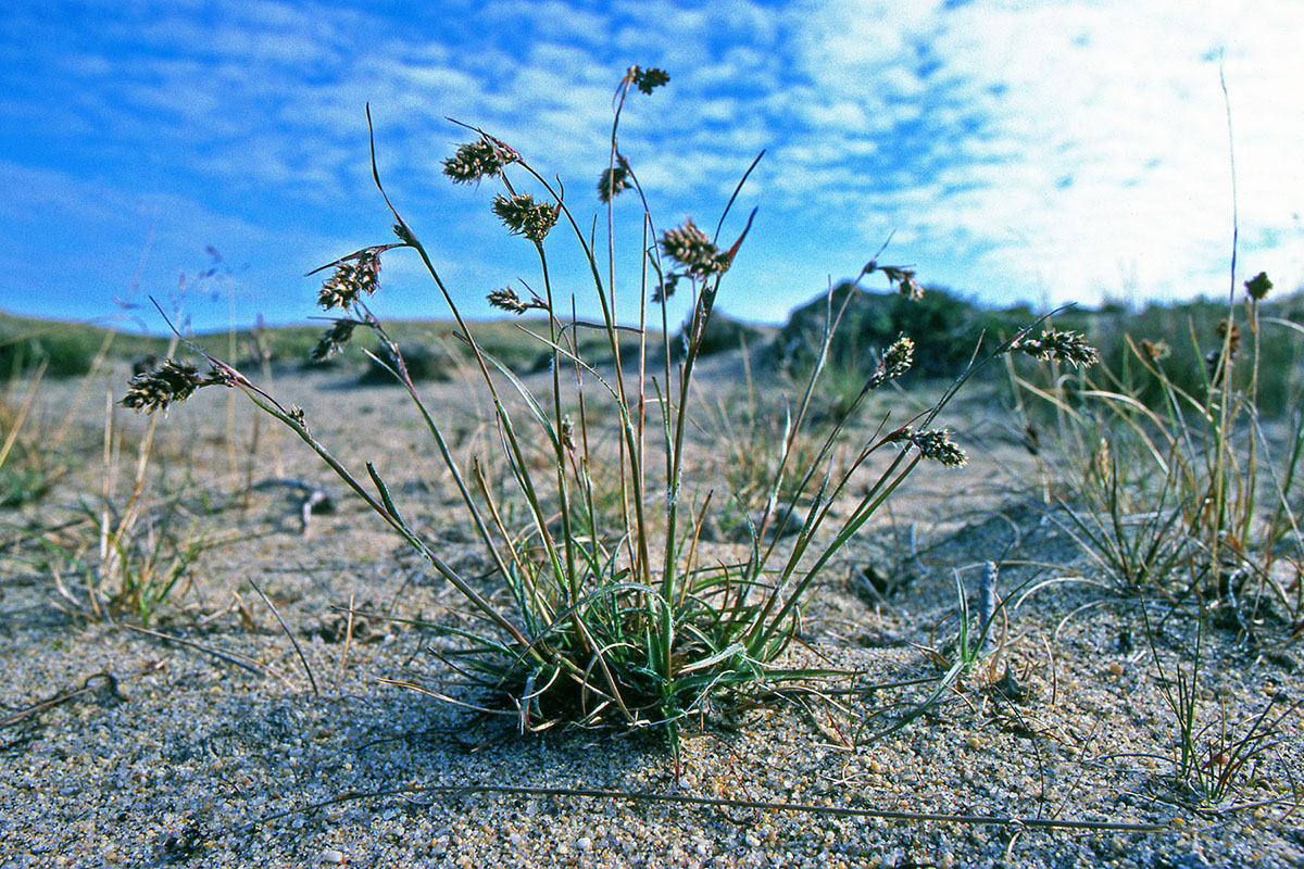 Juncaceae Luzula spicata