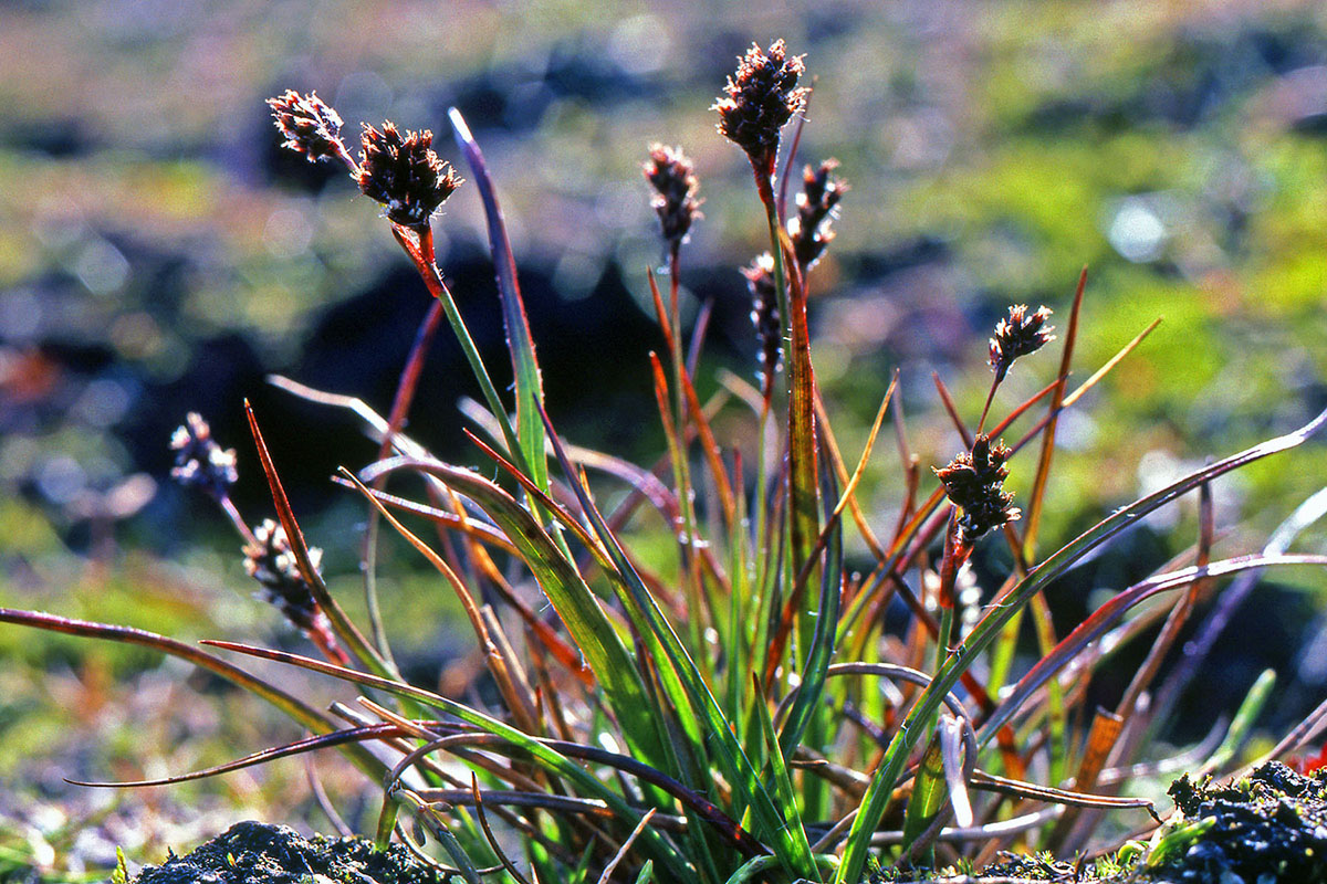 Juncaceae Luzula spicata