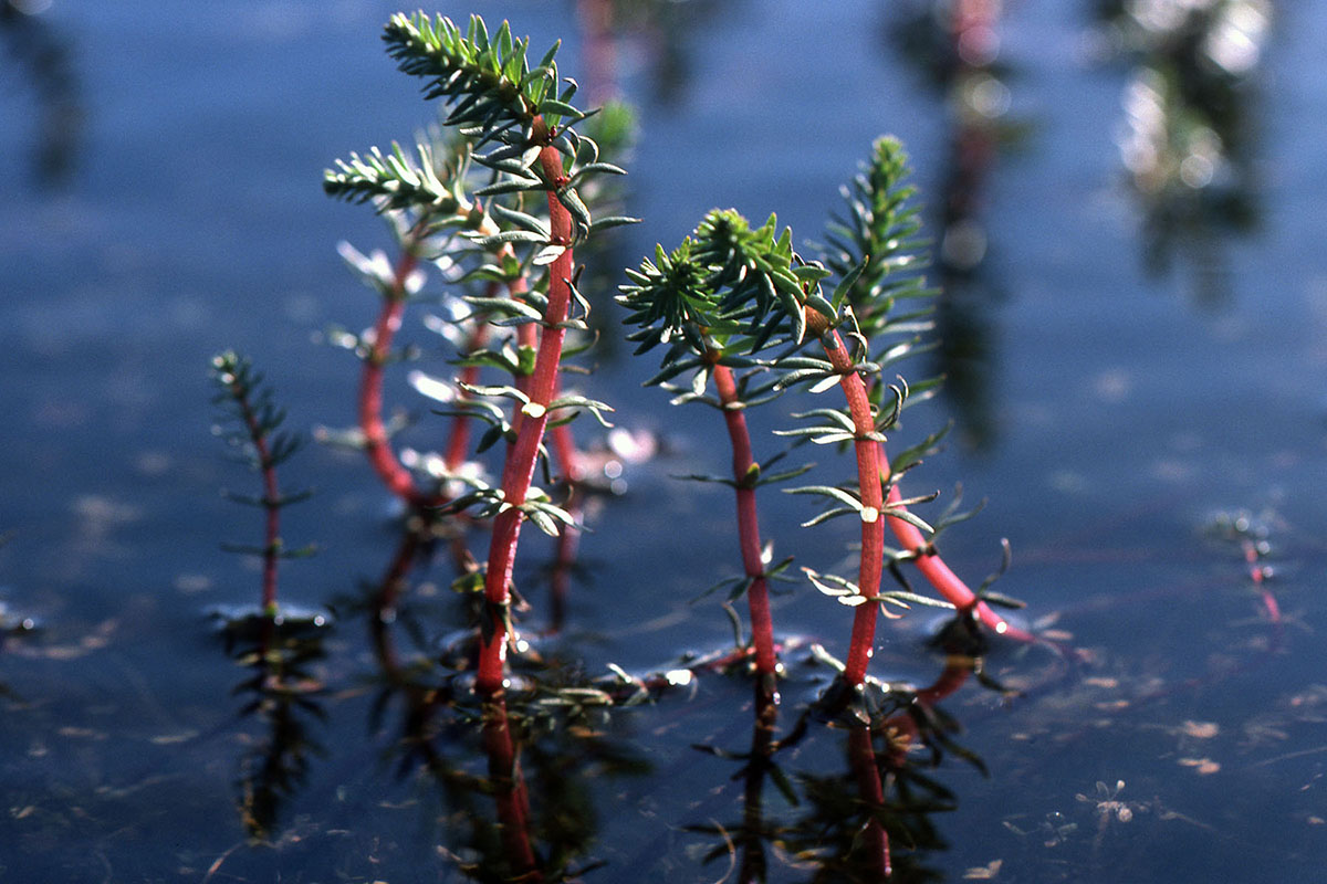 Plantaginaceae Hippuris vulgaris