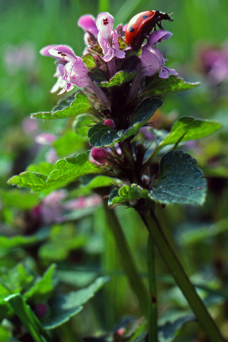 Lamiaceae Lamium purpureum