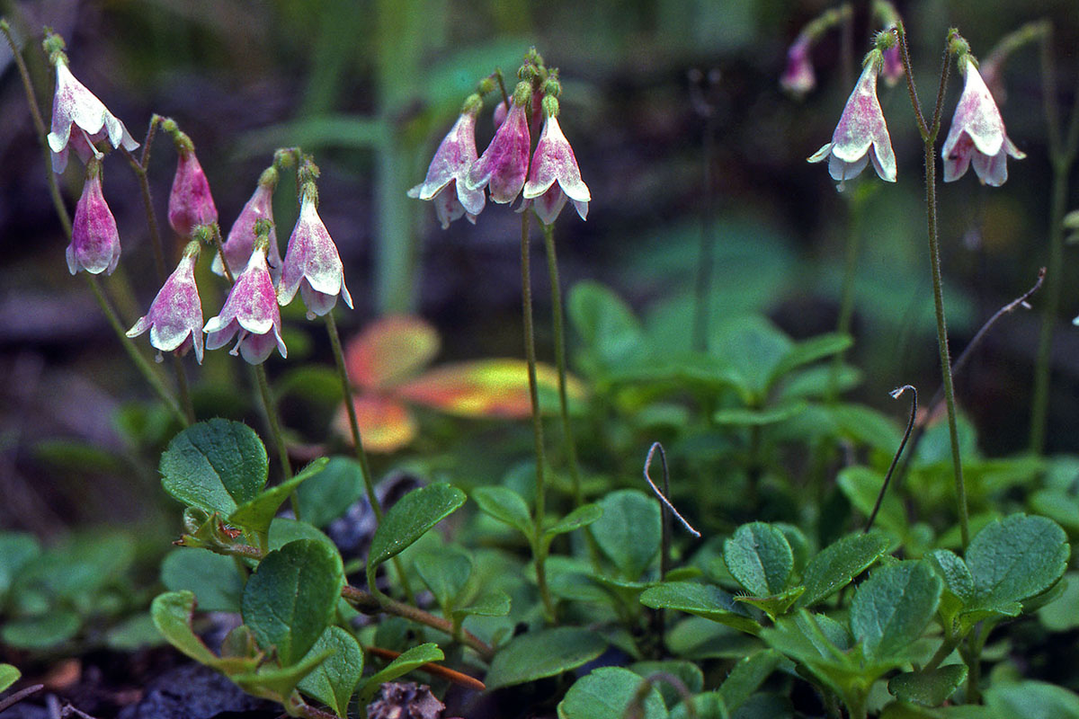 Linnaeaceae Linnaea borealis