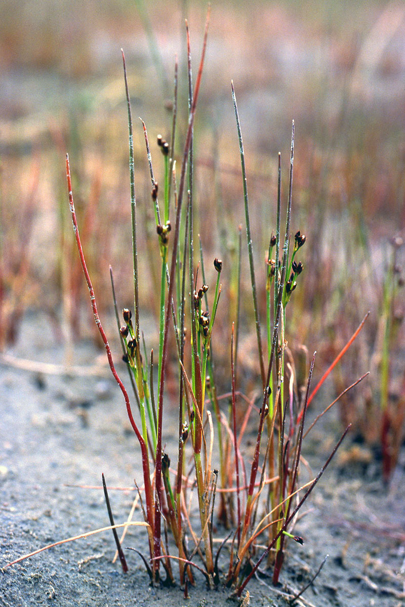 Juncaceae Juncus alpinoarticulatus