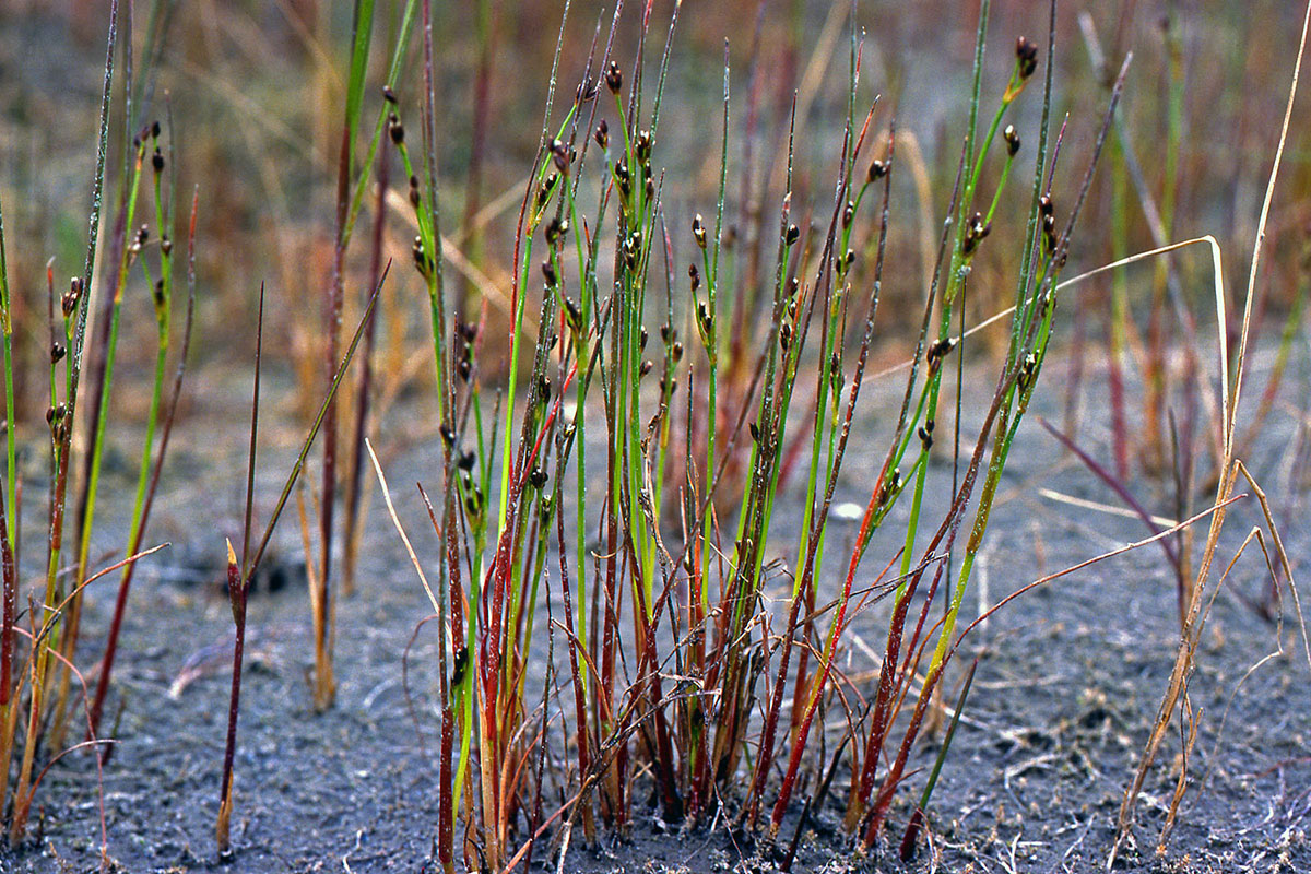 Juncaceae Juncus alpinoarticulatus