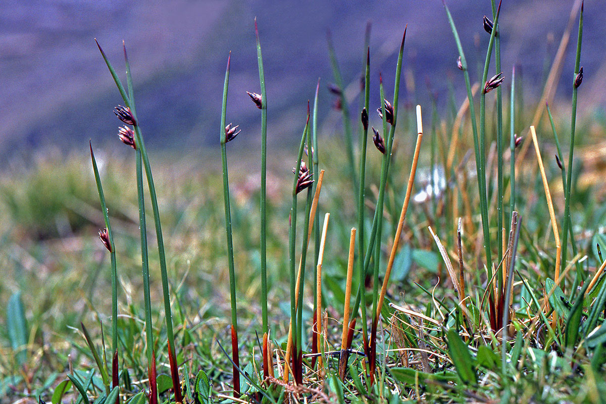 Juncaceae Juncus arcticus
