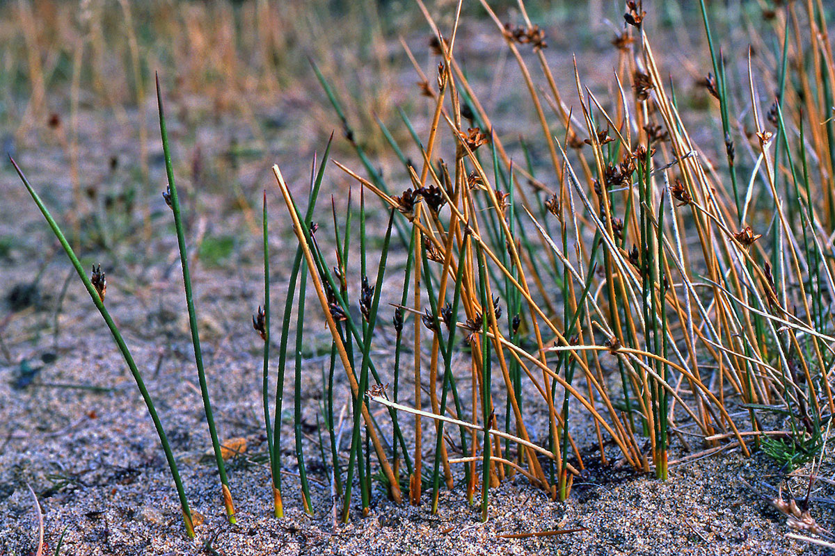 Juncaceae Juncus arcticus