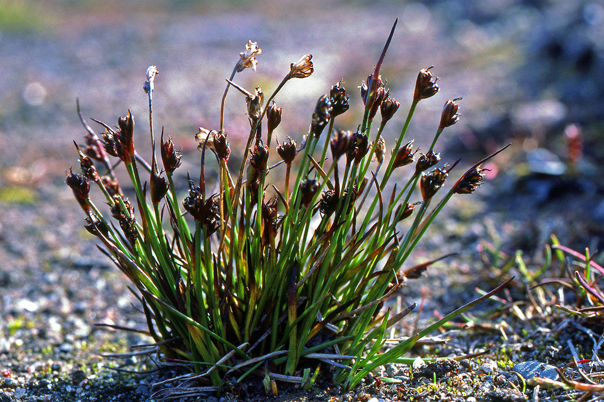 Juncaceae Juncus biglumis