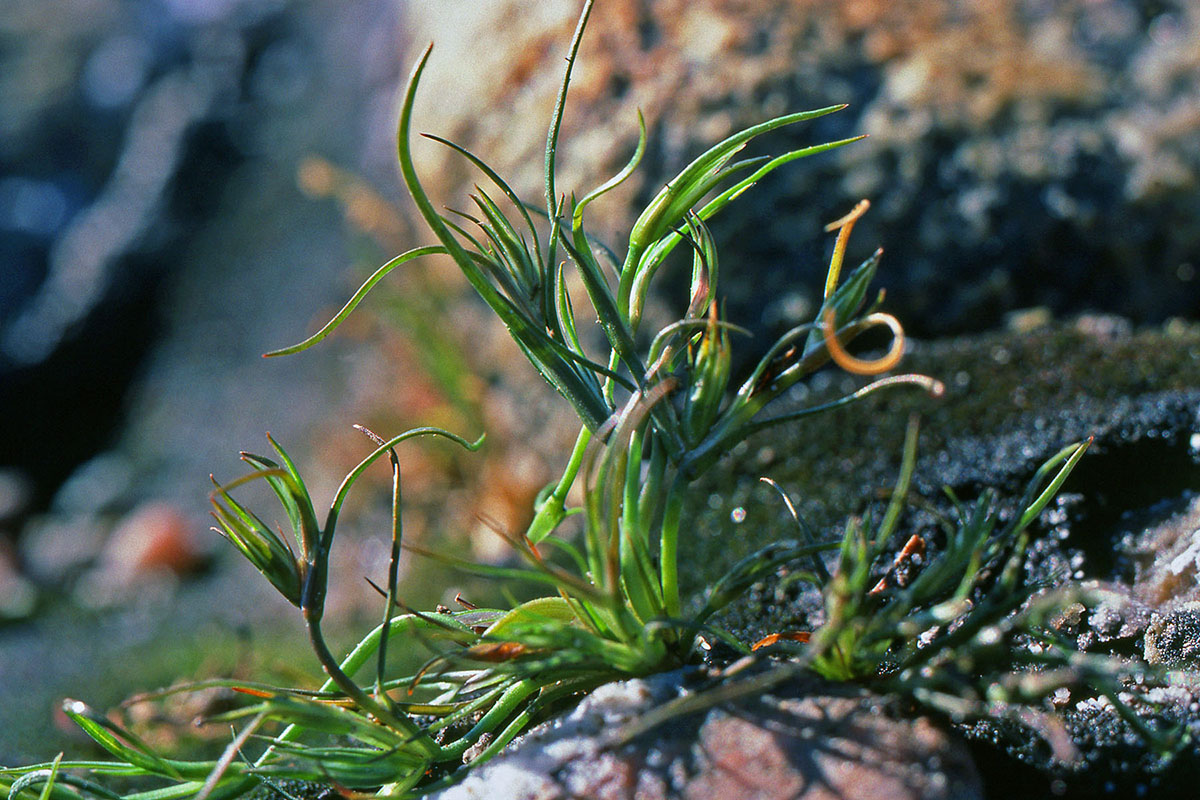 Juncaceae Juncus bufonius