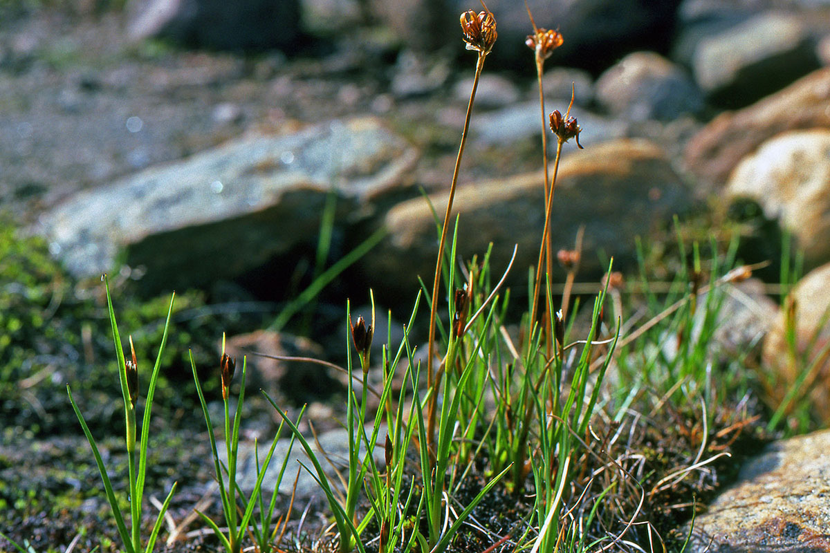 Juncaceae Juncus castaneus