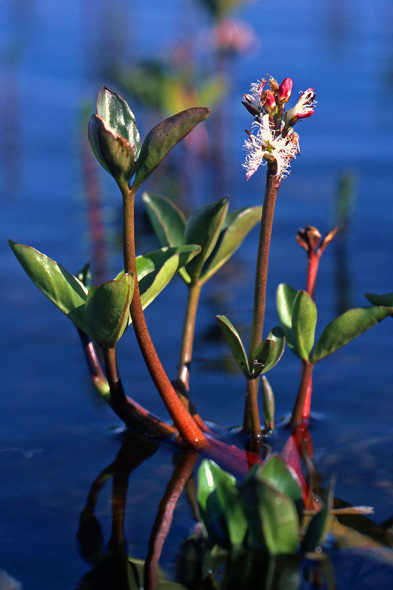 Menyanthaceae Menyanthes trifoliata