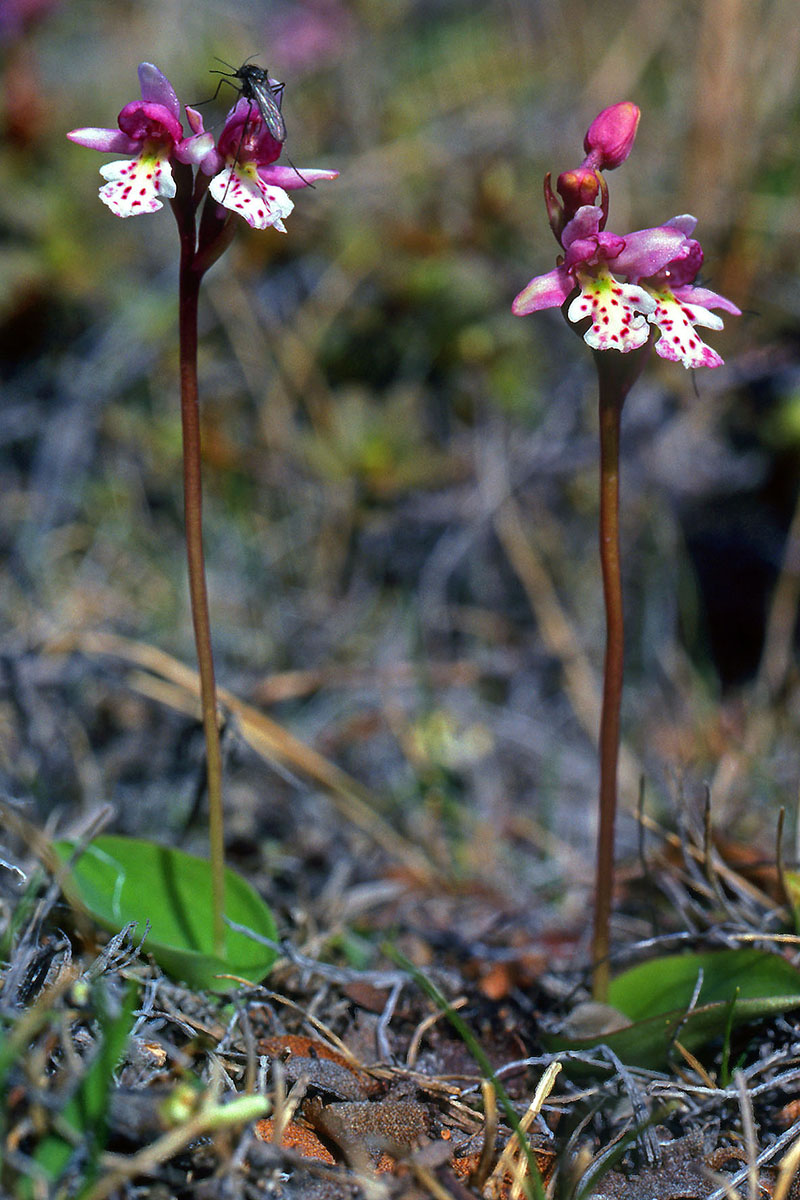 Orchidaceae Galearis rotundifolia