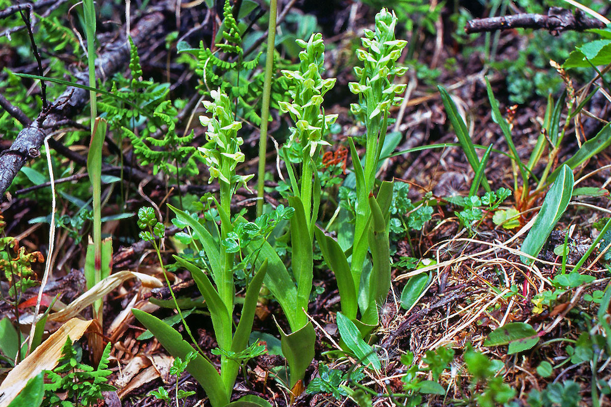 Orchidaceae Platanthera hyperborea