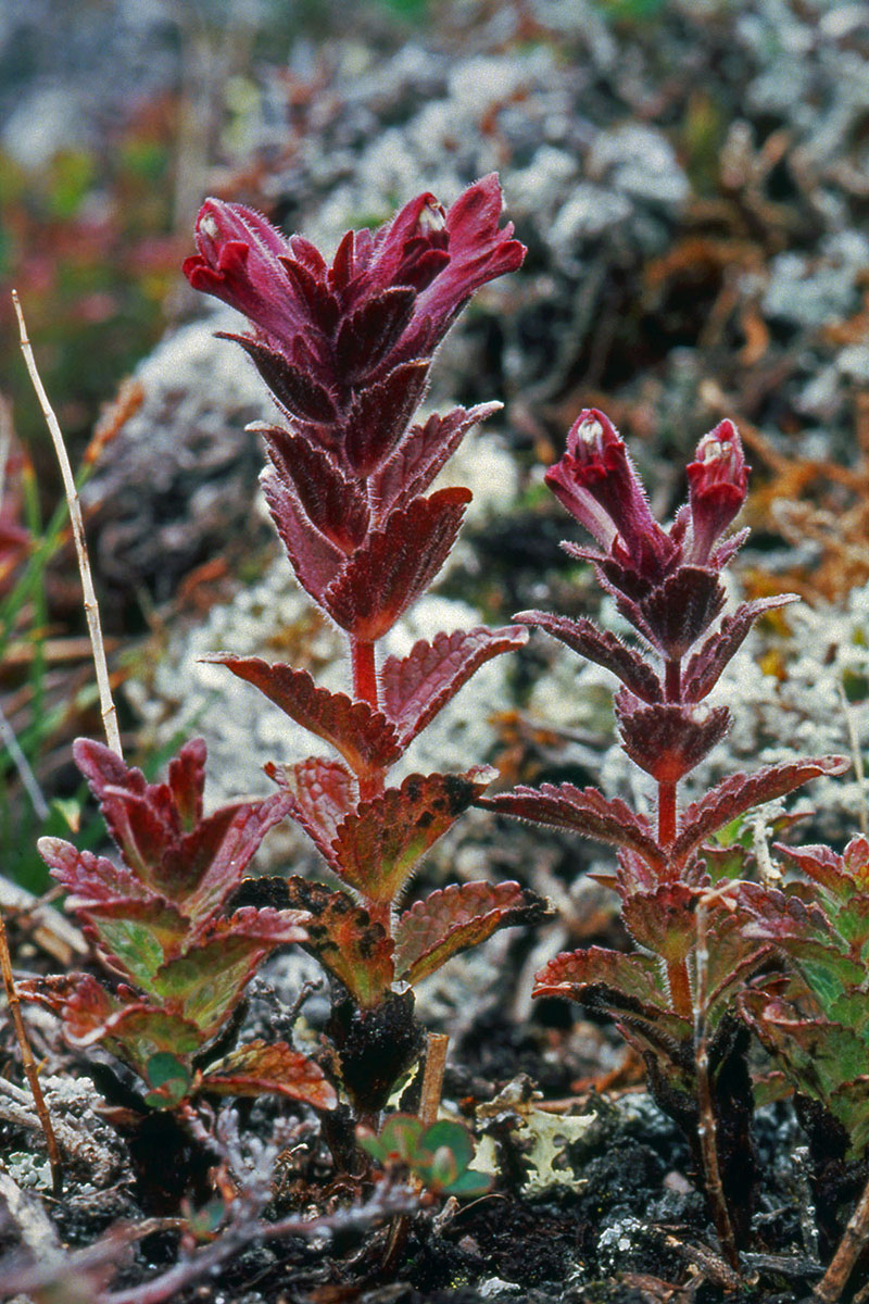 Orobanchaceae Bartsia alpina