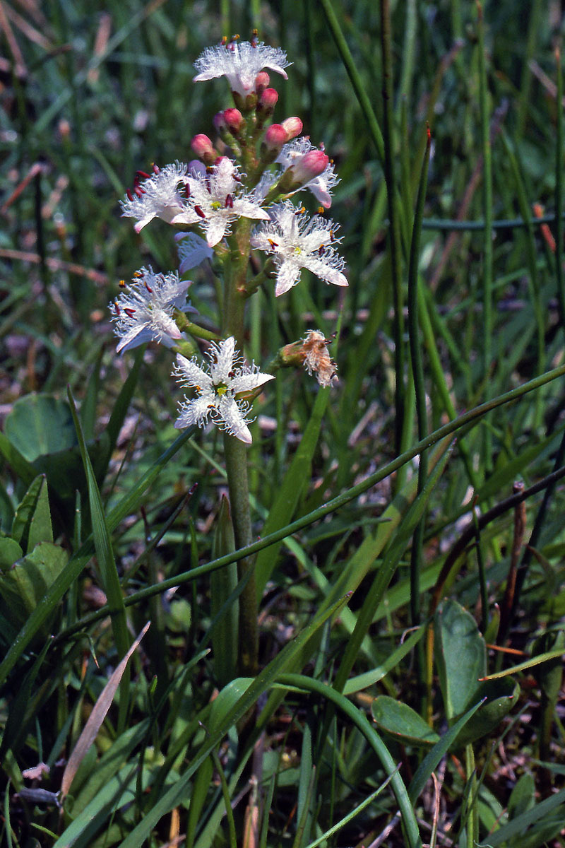 Menyanthaceae Menyanthes trifoliata