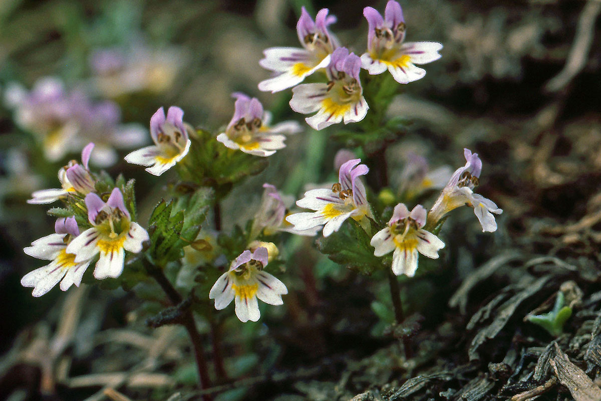 Orobanchaceae Euphrasia frigida