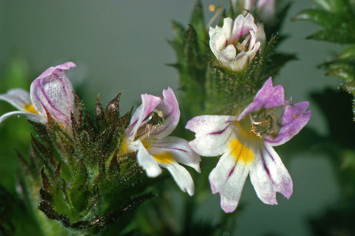 Orobanchaceae Euphrasia frigida