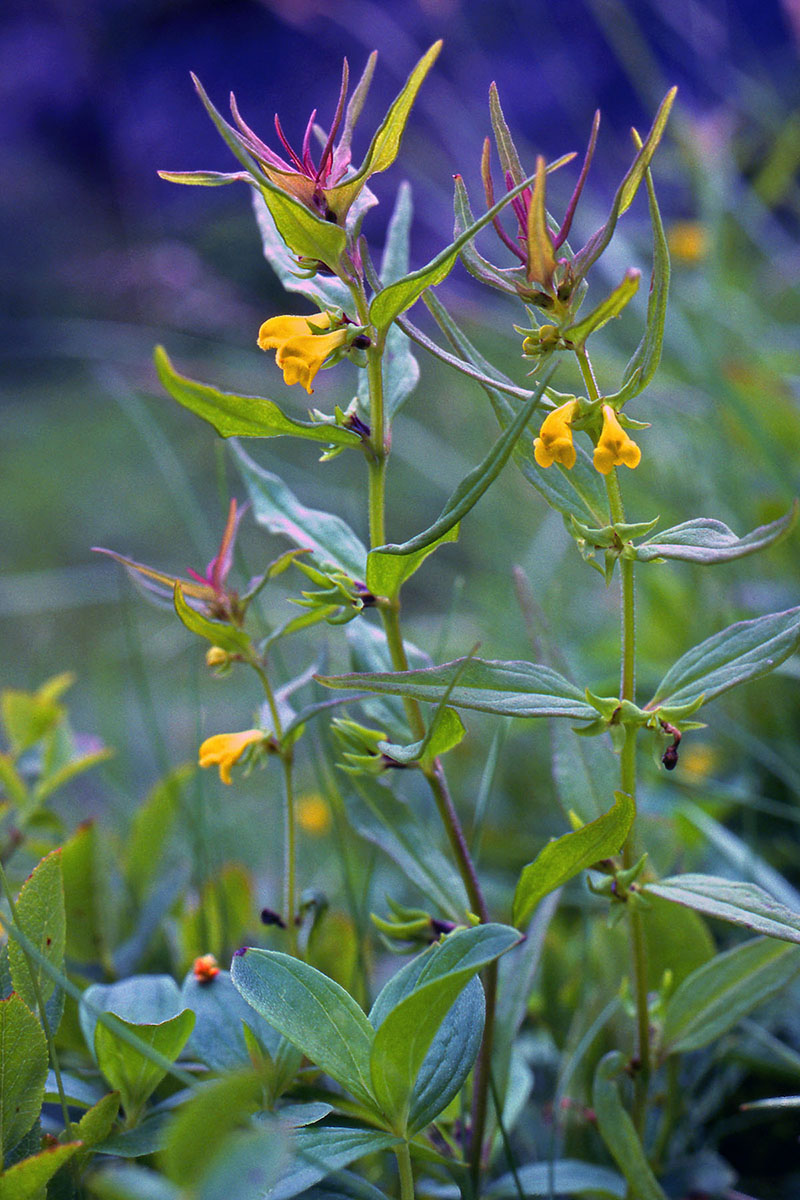 Orobanchaceae Melampyrum silvaticum