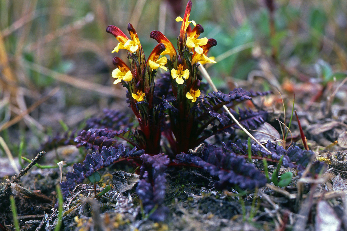 Orobanchaceae Pedicularis flammea