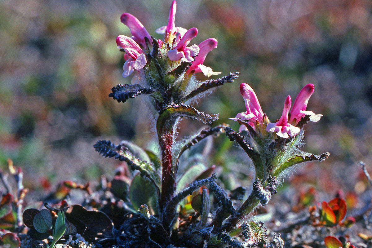 Orobanchaceae Pedicularis hirsuta