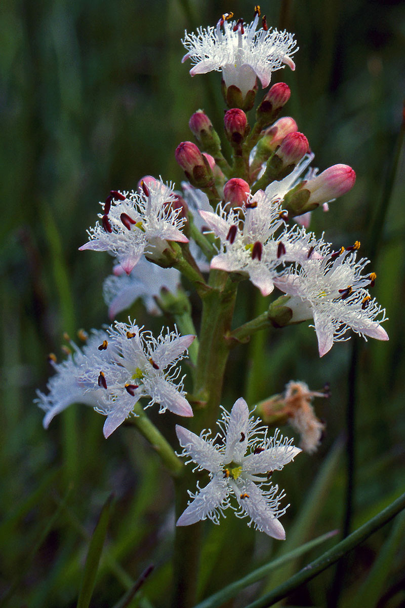Menyanthaceae Menyanthes trifoliata