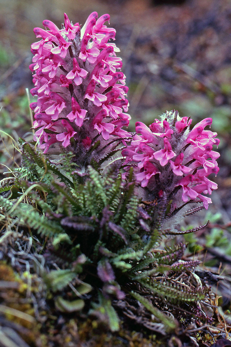 Orobanchaceae Pedicularis lanata
