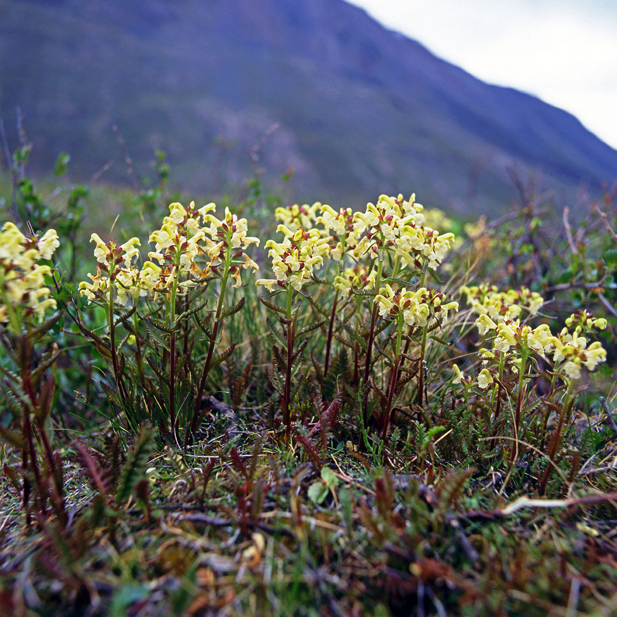 Orobanchaceae Pedicularis lapponica