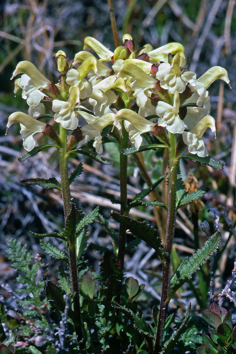 Orobanchaceae Pedicularis lapponica