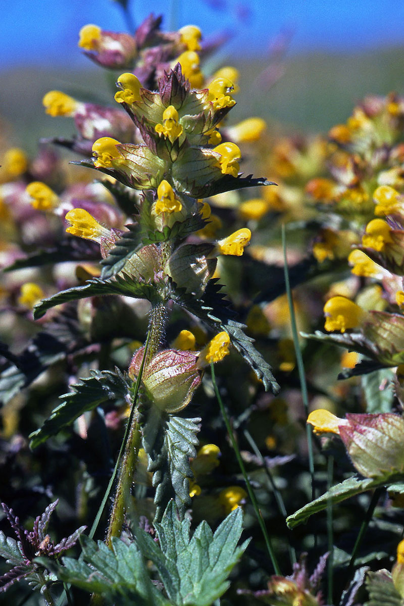 Orobanchaceae Rhinanthus minor