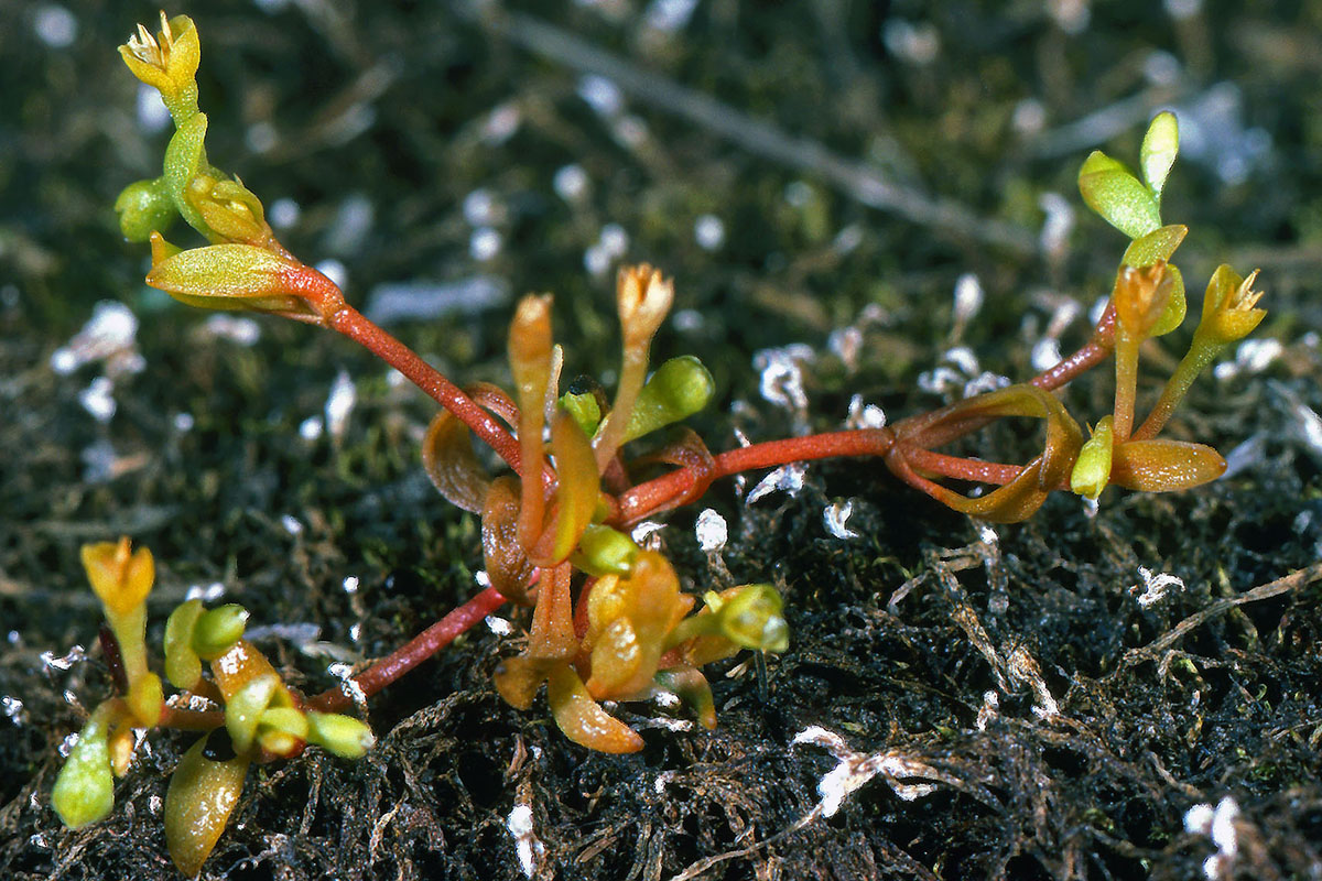 Montiaceae Montia fontana
