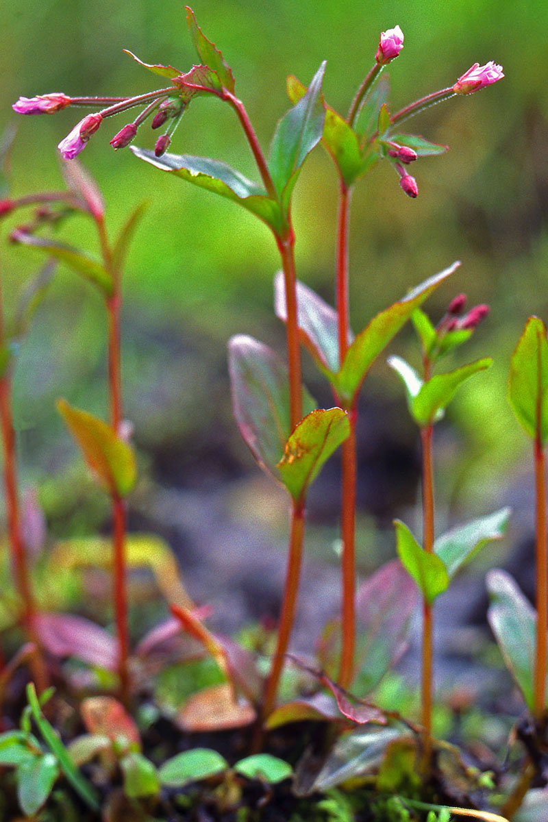 Onagraceae Epilobium hornemannii