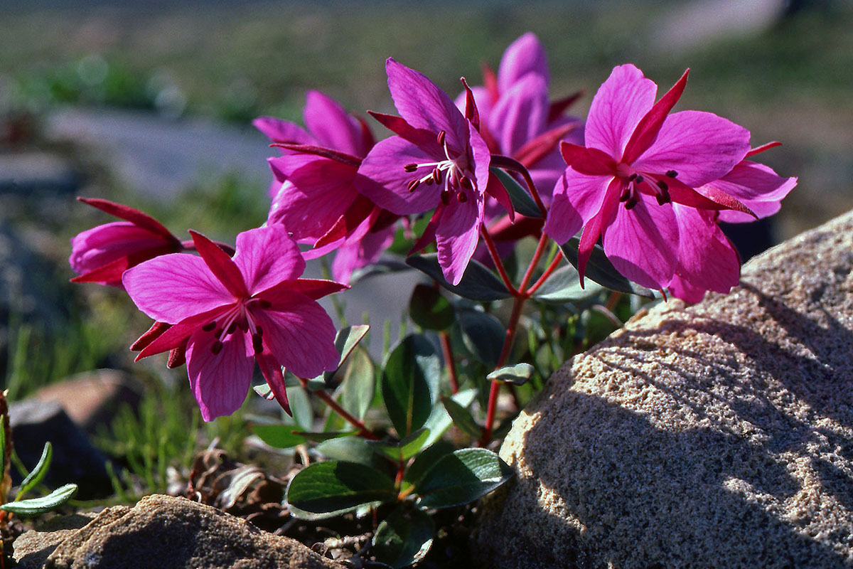 Onagraceae Epilobium latifolium