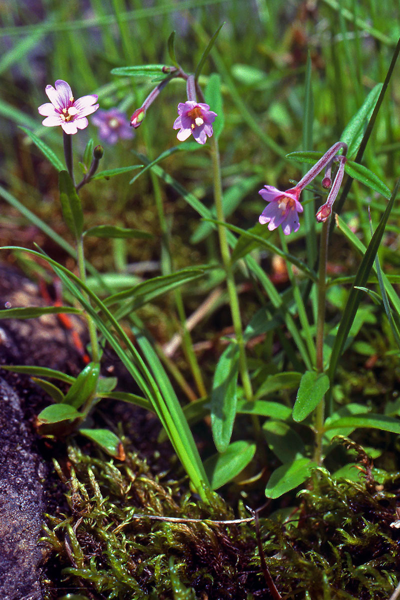 Onagraceae Epilobium palustre