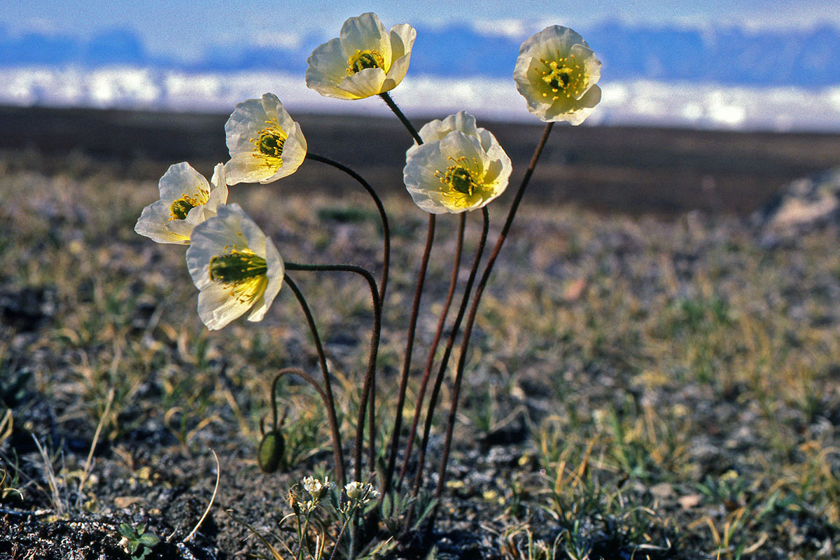 Papaveraceae Papaver radicatum
