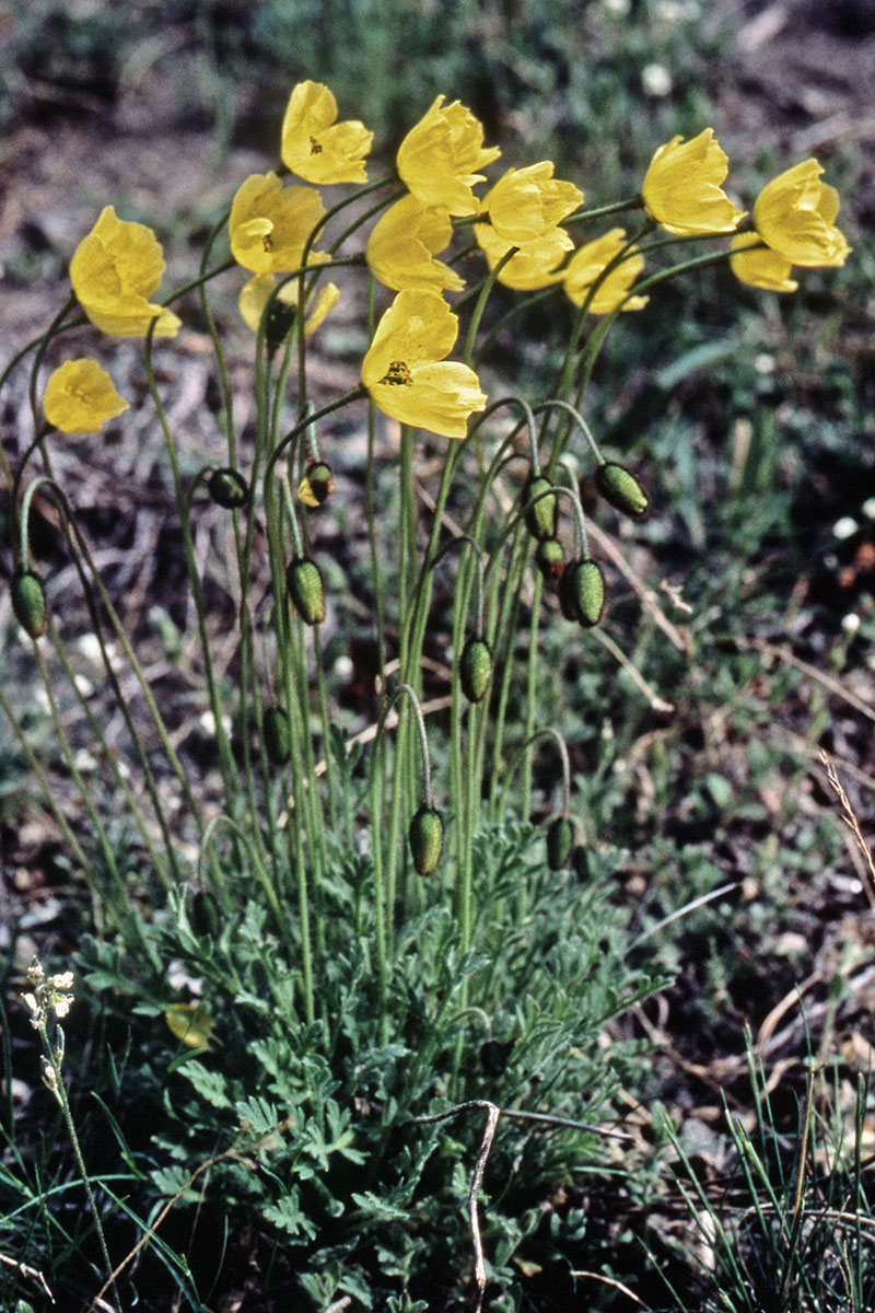 Papaveraceae Papaver radicatum