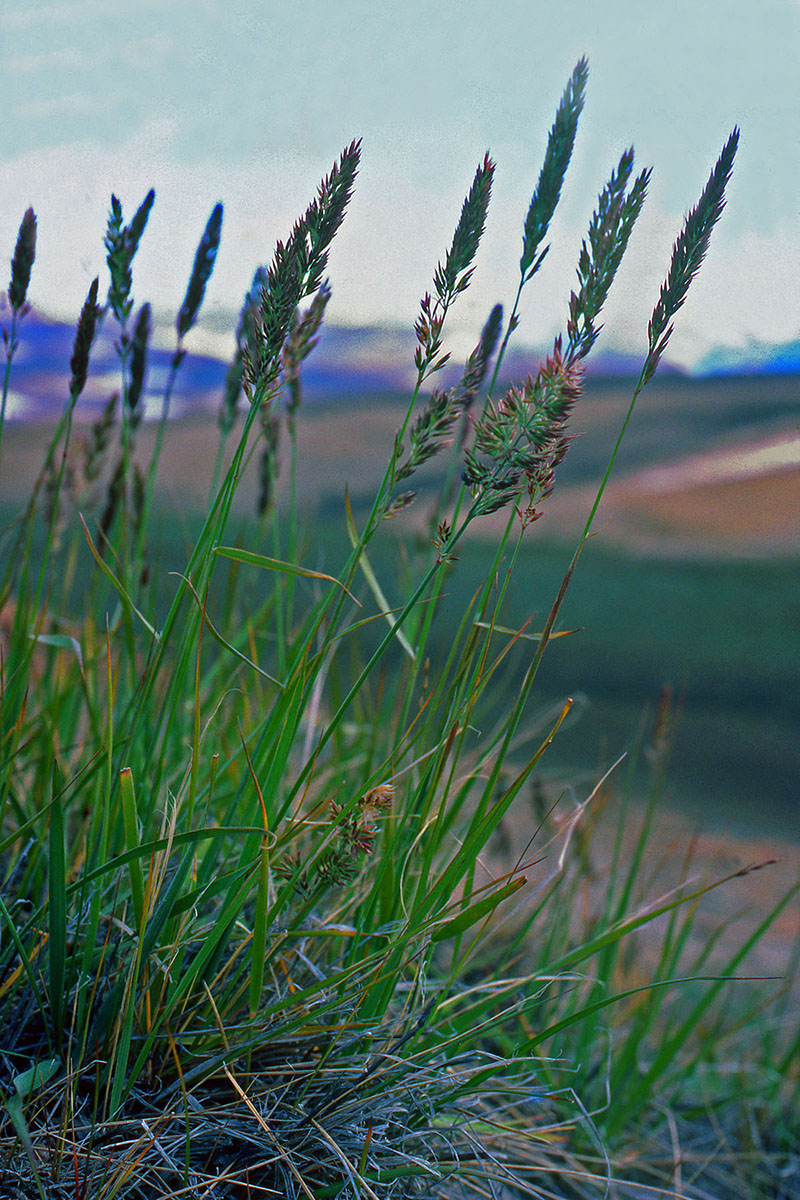 Poaceae Calamagrostis purpurascens