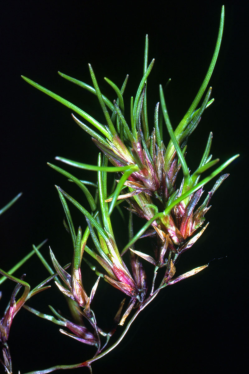 Poaceae Deschampsia cespitosa