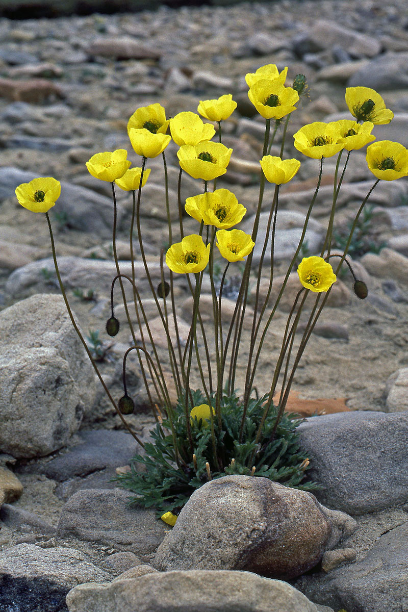 Papaveraceae Papaver radicatum