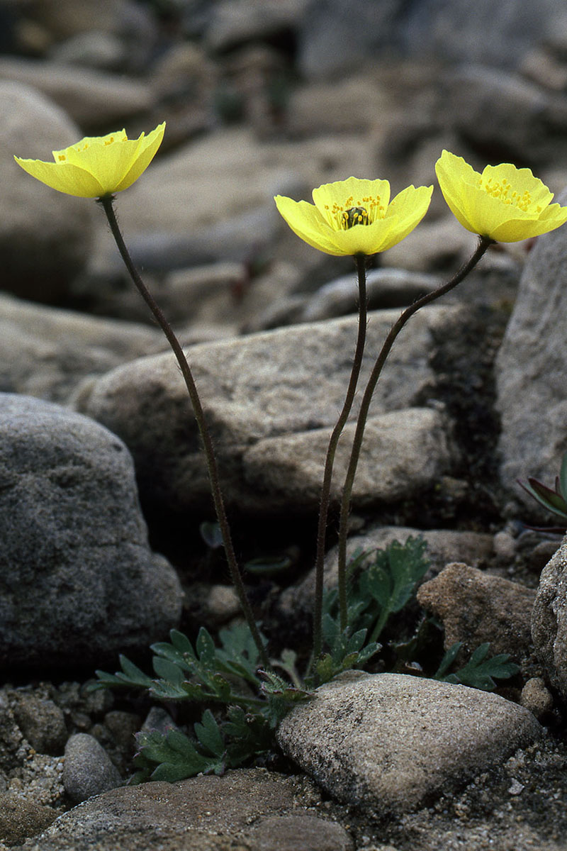 Papaveraceae Papaver radicatum