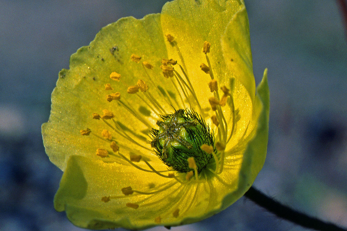 Papaveraceae Papaver radicatum