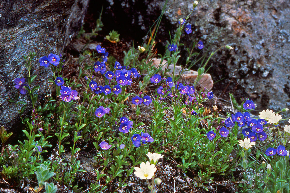 Plantaginaceae Veronica fruticans