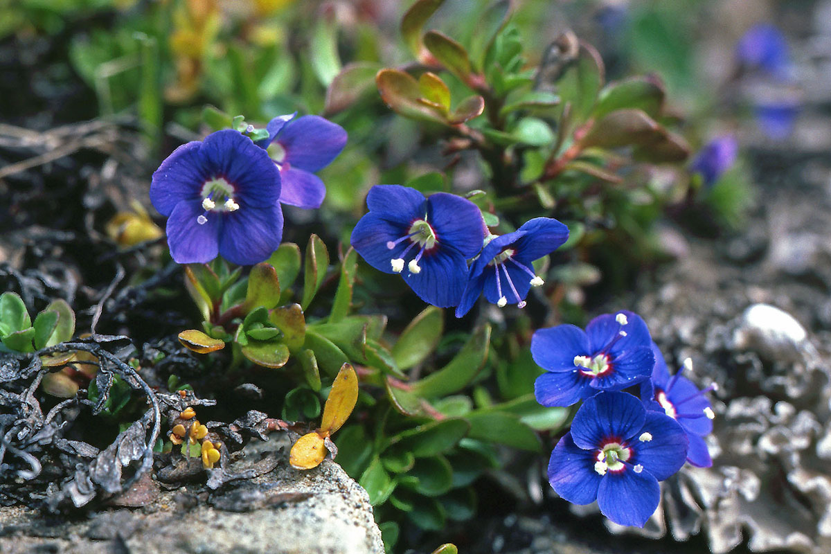 Plantaginaceae Veronica fruticans